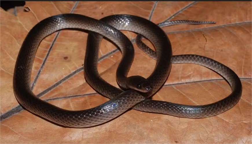 Nova espécie de serpente é batizada em homenagem a Slash do Guns n’ Roses