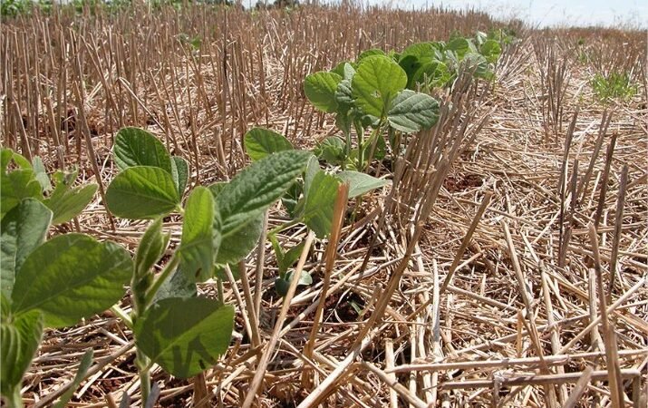 Manejo adequado pode reduzir impactos do El Niño sobre a soja na safra 2026/2027