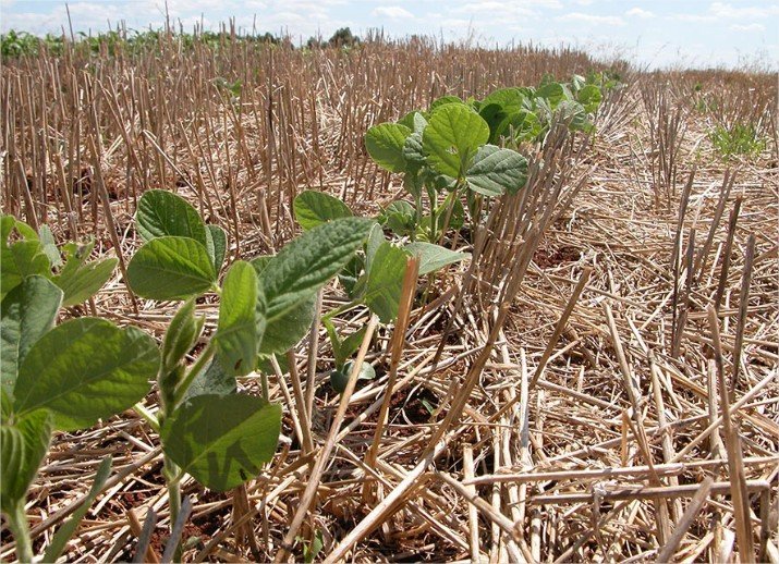 Manejo adequado pode reduzir impactos do El Niño sobre a soja na safra 2026/2027