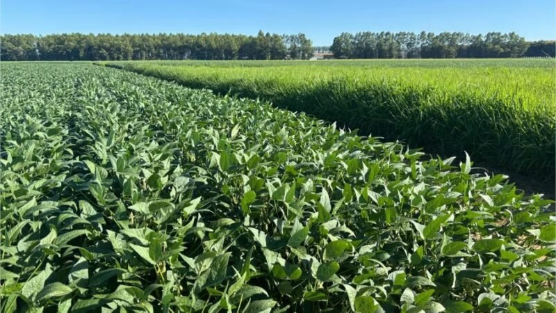 Sistema de Plantio Direto: método sustentável retém carbono no solo, economiza água e diminui necessidade de adubação