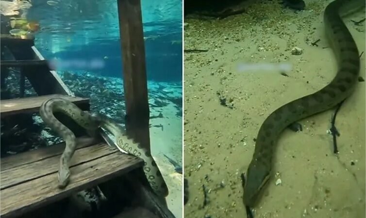 Sucuri-verde gigante ‘escala’ escada subaquática e impressiona em Nobres