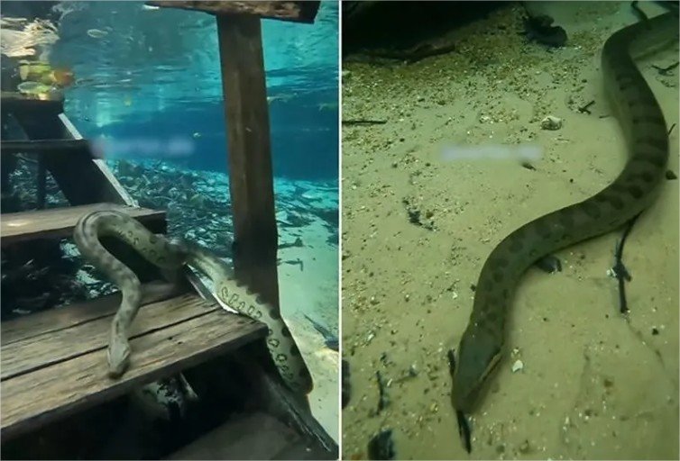 Sucuri-verde gigante ‘escala’ escada subaquática e impressiona em Nobres