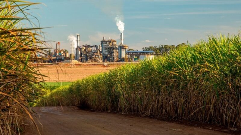 Safra chega a 705 milhões de toneladas com avanço do etanol e recuo do açúcar