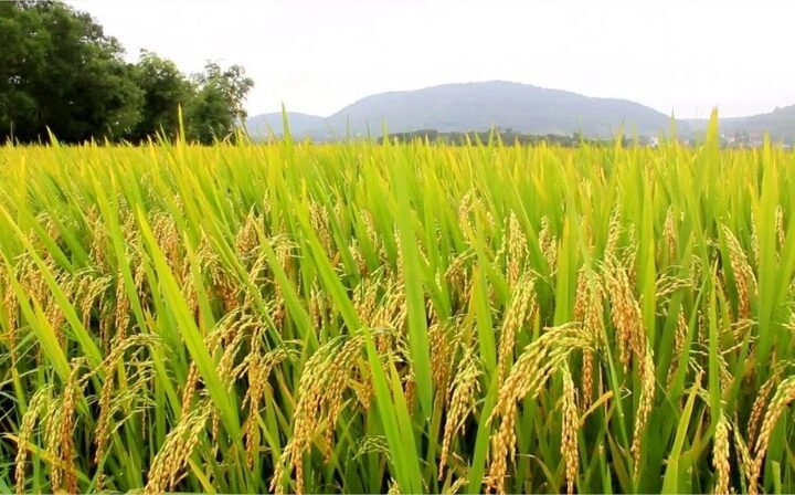 Embrapa identifica arroz mais resistente à cigarrinha