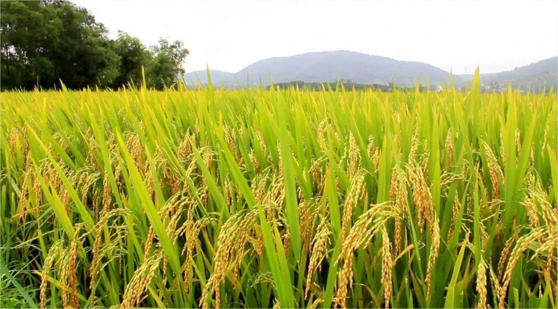 Embrapa identifica arroz mais resistente à cigarrinha
