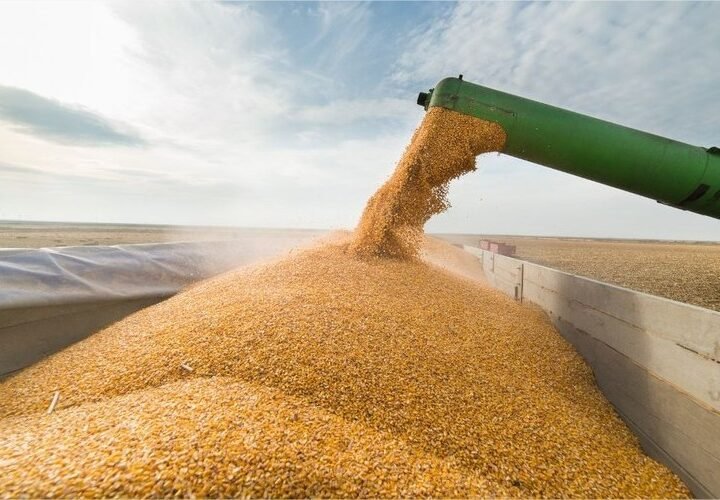 Safra maior pode reduzir receita do campo em R$ 66 bilhões