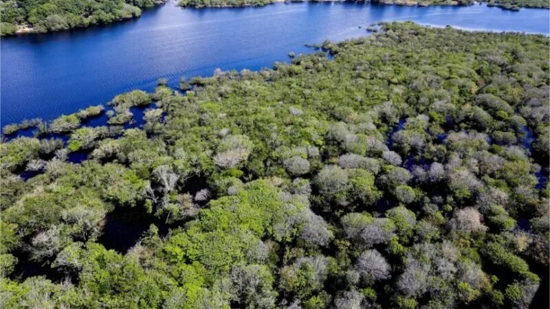 Floresta+ Amazônia: Edital injeta até R$ 650 mil em ações ambientais de Mato Grosso