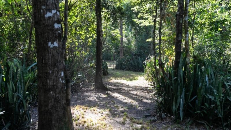 Projeto que endurece punição por danos à arborização urbana é enviado à Câmara Municipal de Cuiabá