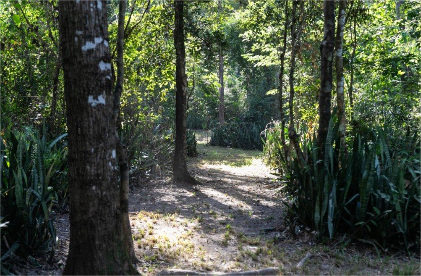 Projeto que endurece punição por danos à arborização urbana é enviado à Câmara Municipal de Cuiabá