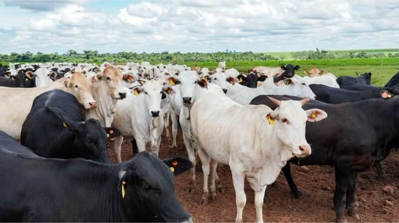 Embargo da União Europeia preocupa pecuaristas e ameaça mercado de carne premium brasileira
