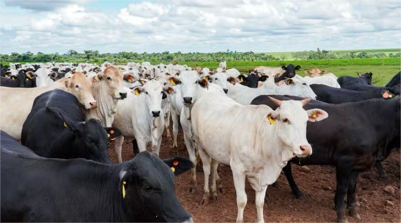Embargo da União Europeia preocupa pecuaristas e ameaça mercado de carne premium brasileira