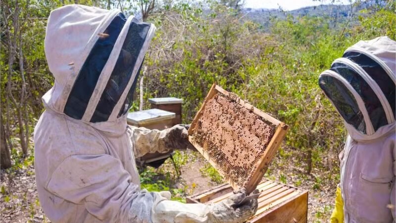 Por que mais de 800 mil abelhas foram roubadas de fazendas na Austrália