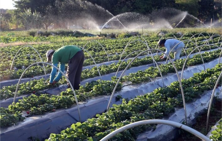 Fundo de Apoio à Agricultura Familiar contempla mais de 1,2 mil propostas e terá cerca de R$ 64 milhões em financiamentos