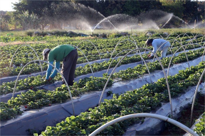 Fundo de Apoio à Agricultura Familiar contempla mais de 1,2 mil propostas e terá cerca de R$ 64 milhões em financiamentos