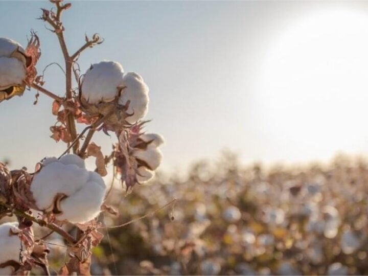 Sapezal desbanca Sorriso como ‘capital do agronegócio’ em 2026, veja lista