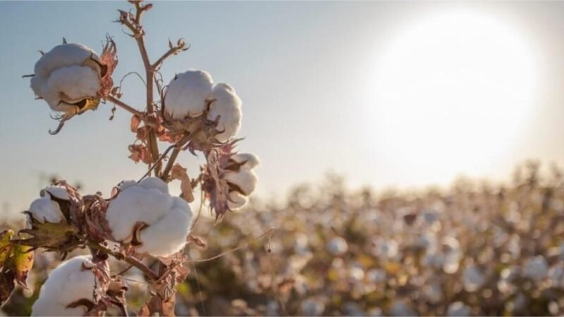 Sapezal desbanca Sorriso como ‘capital do agronegócio’ em 2026, veja lista