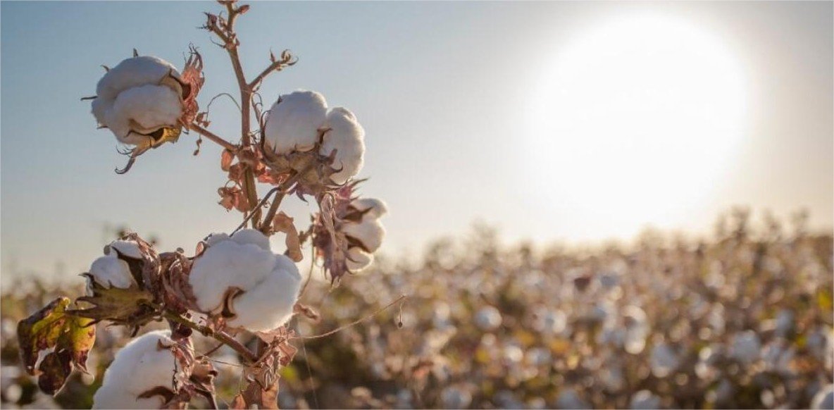 Sapezal desbanca Sorriso como ‘capital do agronegócio’ em 2026, veja lista