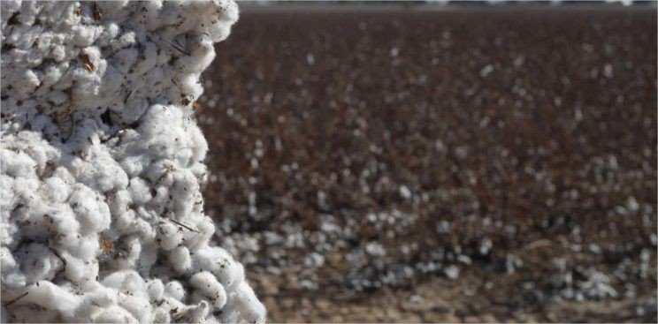 Mato Grosso fecha colheita de algodão e projeta 6,67 milhões de toneladas em caroço