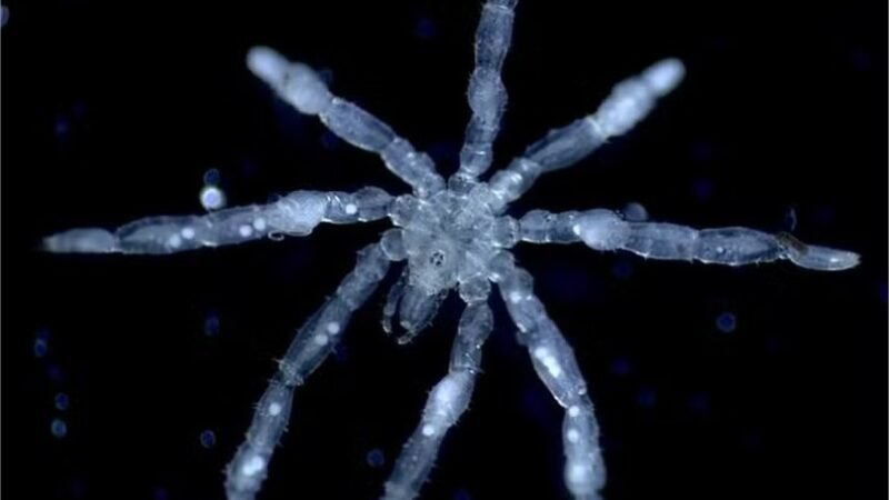 Aranhas aquáticas de olhos vermelhos são descobertas em mergulhos no Canadá