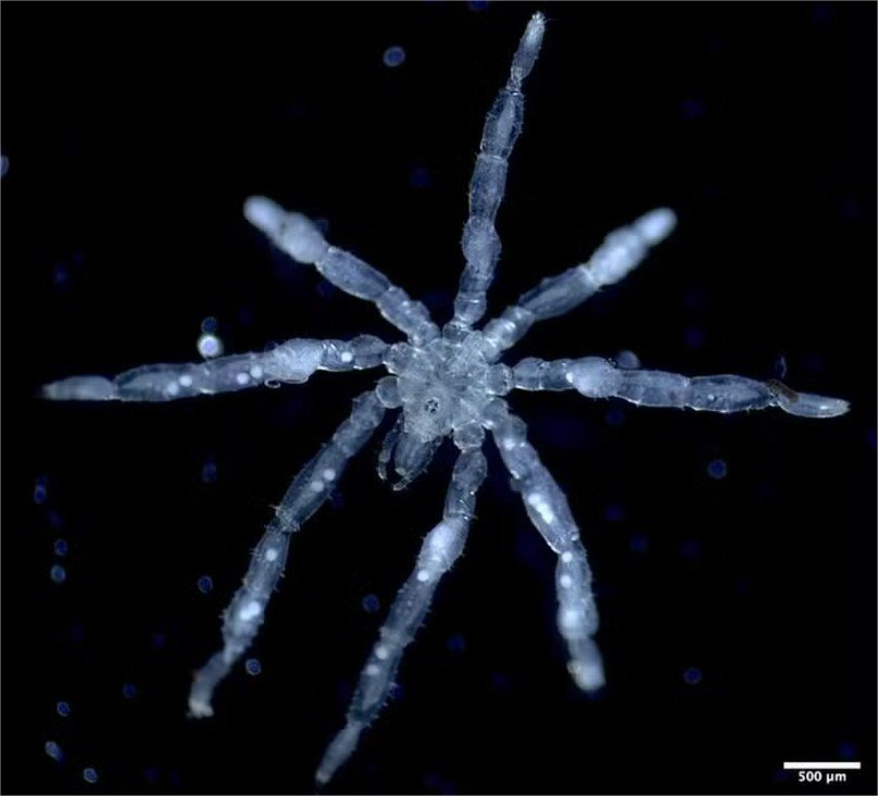 Aranhas aquáticas de olhos vermelhos são descobertas em mergulhos no Canadá