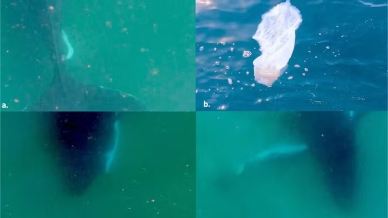 Baleia é flagrada vivendo “luto” por filhote natimorto em vídeo raro; assista