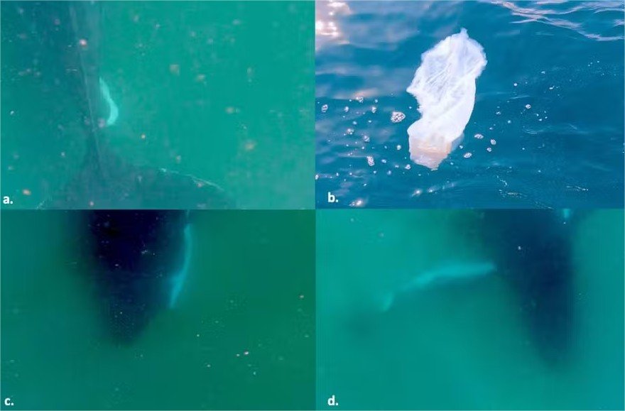 Baleia é flagrada vivendo “luto” por filhote natimorto em vídeo raro; assista