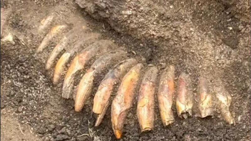 Colar feito com 42 dentes é encontrado em túmulo de 5 mil anos na Polônia