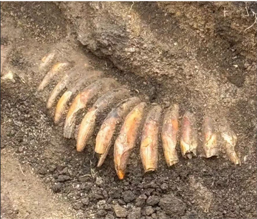 Colar feito com 42 dentes é encontrado em túmulo de 5 mil anos na Polônia