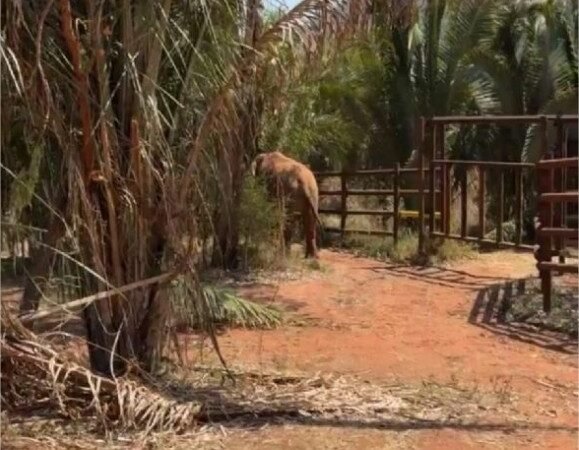 Elefante Sandro começa a explorar recinto em santuário de Mato Grosso