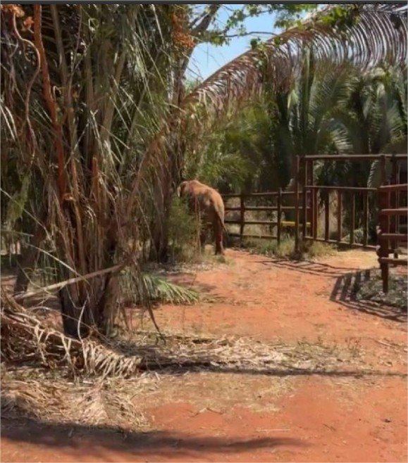 Elefante Sandro começa a explorar recinto em santuário de Mato Grosso