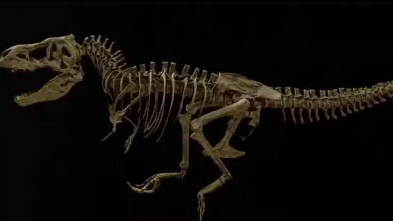 Costela quebrada de T. rex preserva vasos sanguíneos de 66 milhões de anos