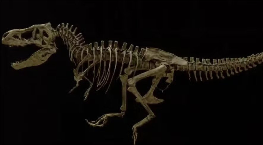 Costela quebrada de T. rex preserva vasos sanguíneos de 66 milhões de anos