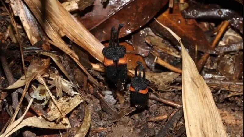 “Flor do diabo” raríssima é descoberta sob o solo em parque da Tailândia