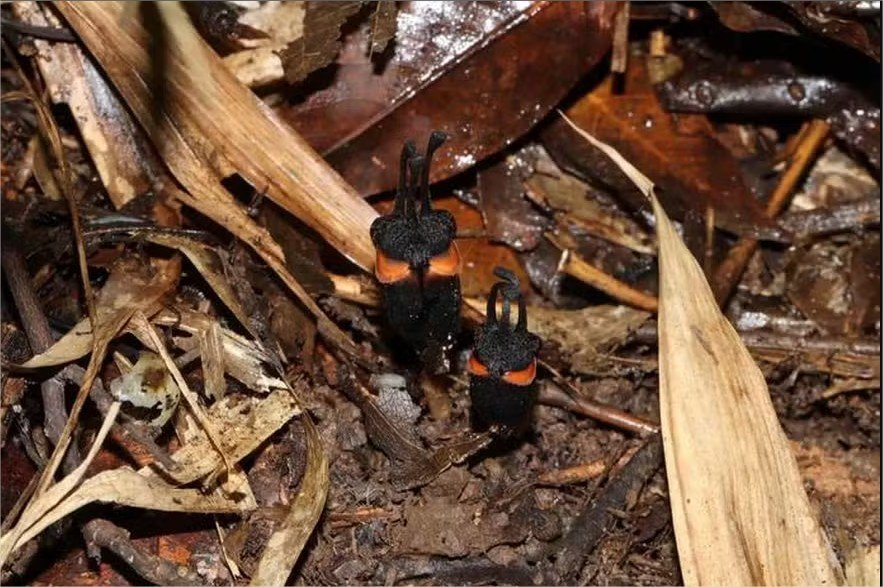 “Flor do diabo” raríssima é descoberta sob o solo em parque da Tailândia