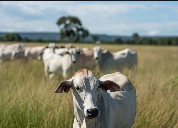 Mato Grosso completa 30 anos sem registro de febre aftosa