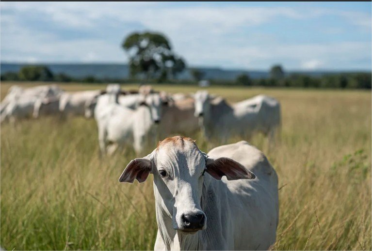 Mato Grosso completa 30 anos sem registro de febre aftosa