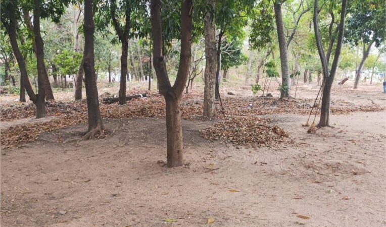Jardim Universitário é contemplado nesta semana com limpeza e capinação de área pública