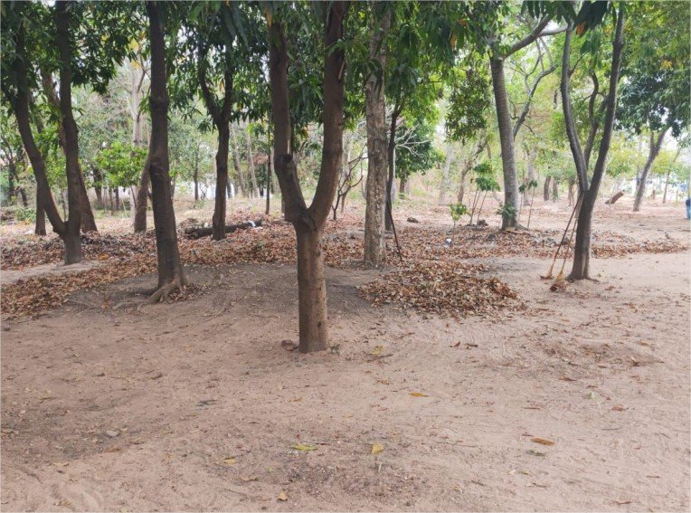 Jardim Universitário é contemplado nesta semana com limpeza e capinação de área pública