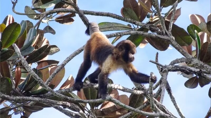 “Paisagem do medo” faz macacos e elefantes restringirem rotas para evitar caçadores