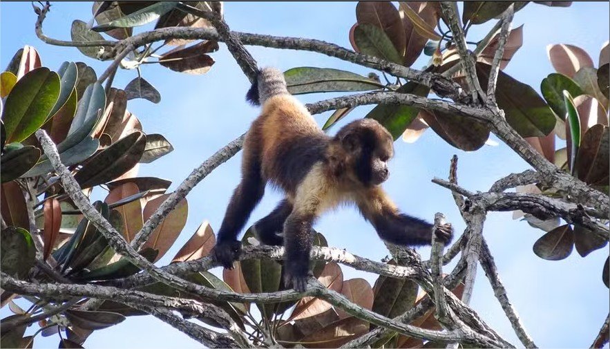 “Paisagem do medo” faz macacos e elefantes restringirem rotas para evitar caçadores