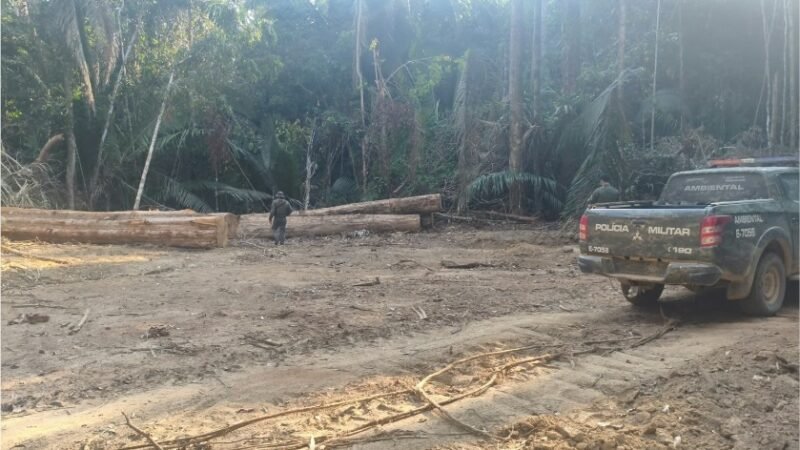 Polícia Militar localiza área de desmatamento irregular e apreende mais de 100 toras de madeira