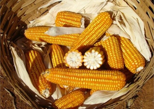 Preço do milho recua em São Paulo, mas sobe em regiões produtoras