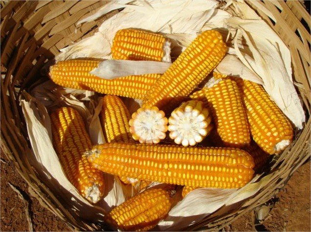 Preço do milho recua em São Paulo, mas sobe em regiões produtoras