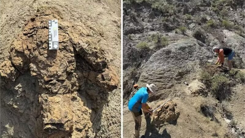Cientistas encontram primeira trilha de pegadas de T.Rex, feita há 66 milhões de anos