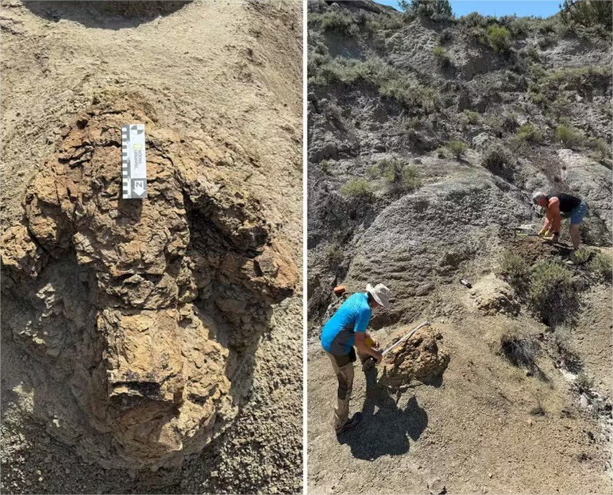 Cientistas encontram primeira trilha de pegadas de T.Rex, feita há 66 milhões de anos