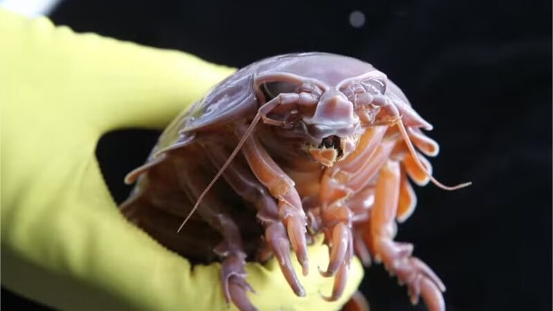Como esta criatura “alien” do fundo dos oceanos pode chegar a 5 anos sem comida
