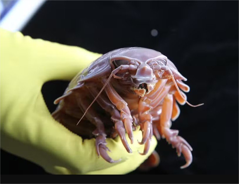 Como esta criatura “alien” do fundo dos oceanos pode chegar a 5 anos sem comida
