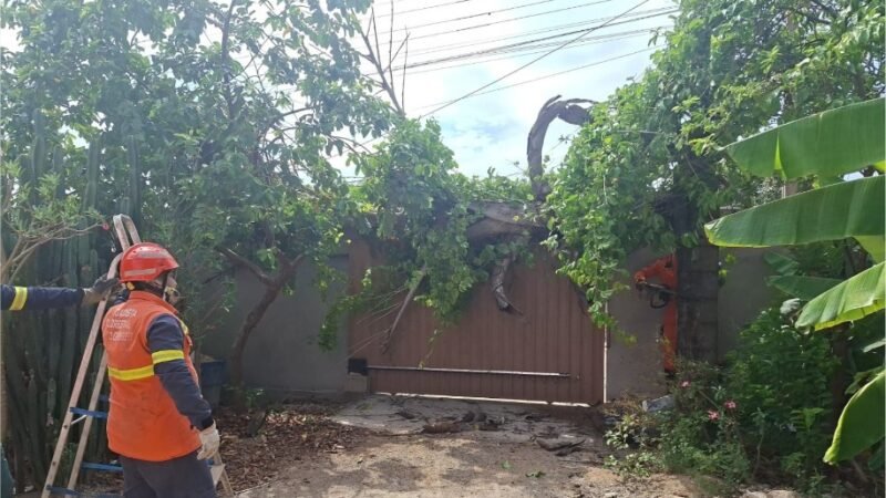 Corpo de Bombeiros retira palmeira que caiu sobre portão de residência