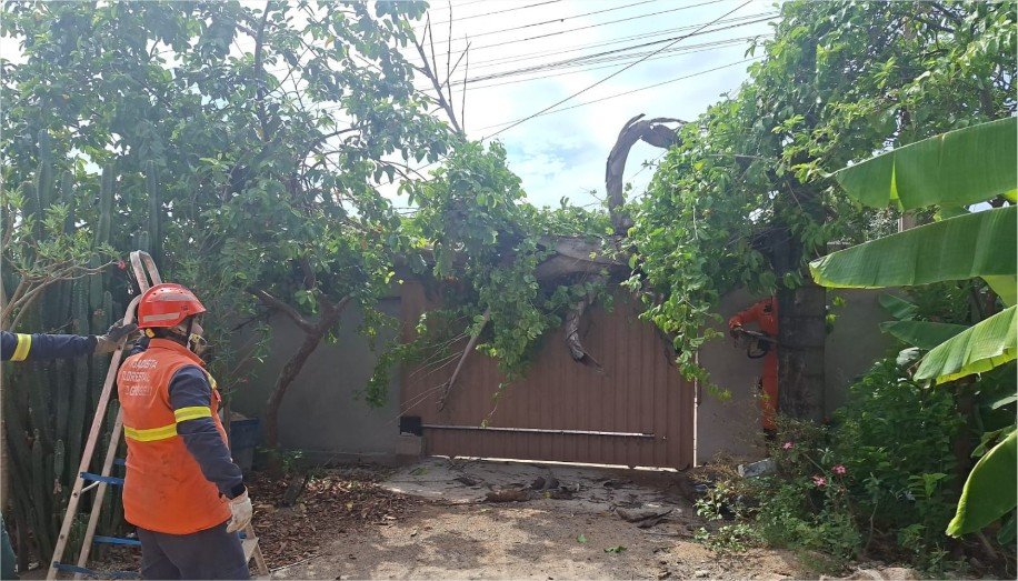 Corpo de Bombeiros retira palmeira que caiu sobre portão de residência