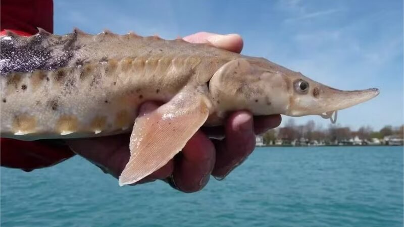Peixes deste lago conseguem viver mais de 400 anos, descobre novo estudo